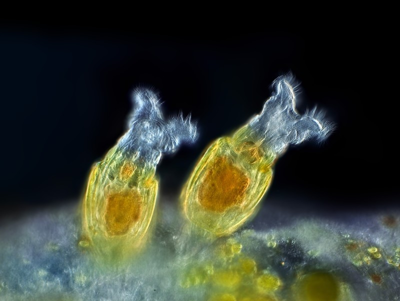 Rotifer World Catalog now available through the Aphia platform